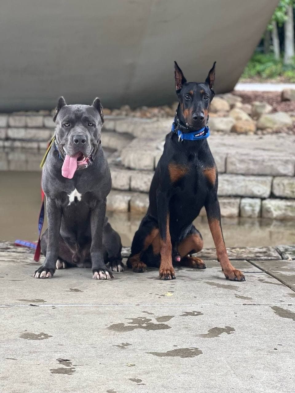 American vs. European Doberman — and Why We Breed the Hybrid