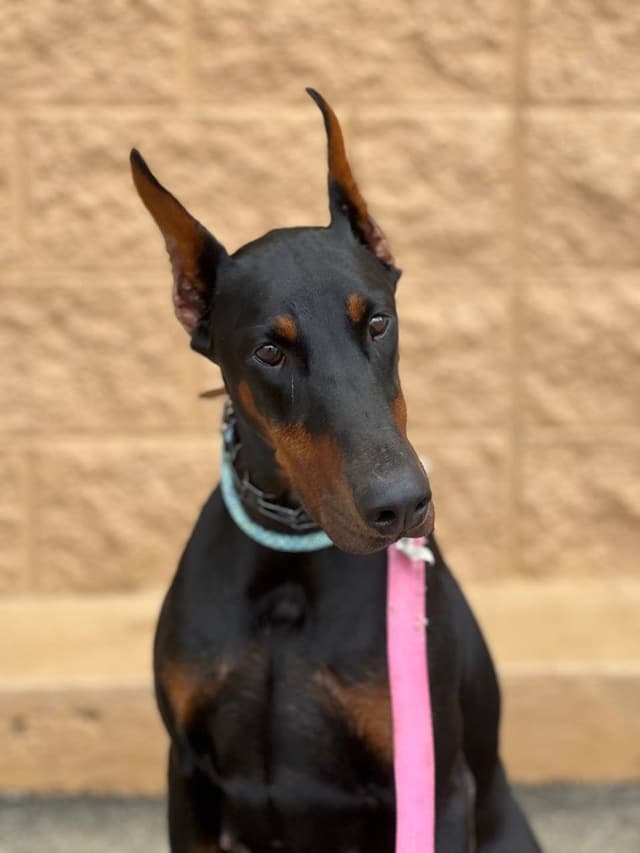 Envy — High Point Dobermans dam, black and rust