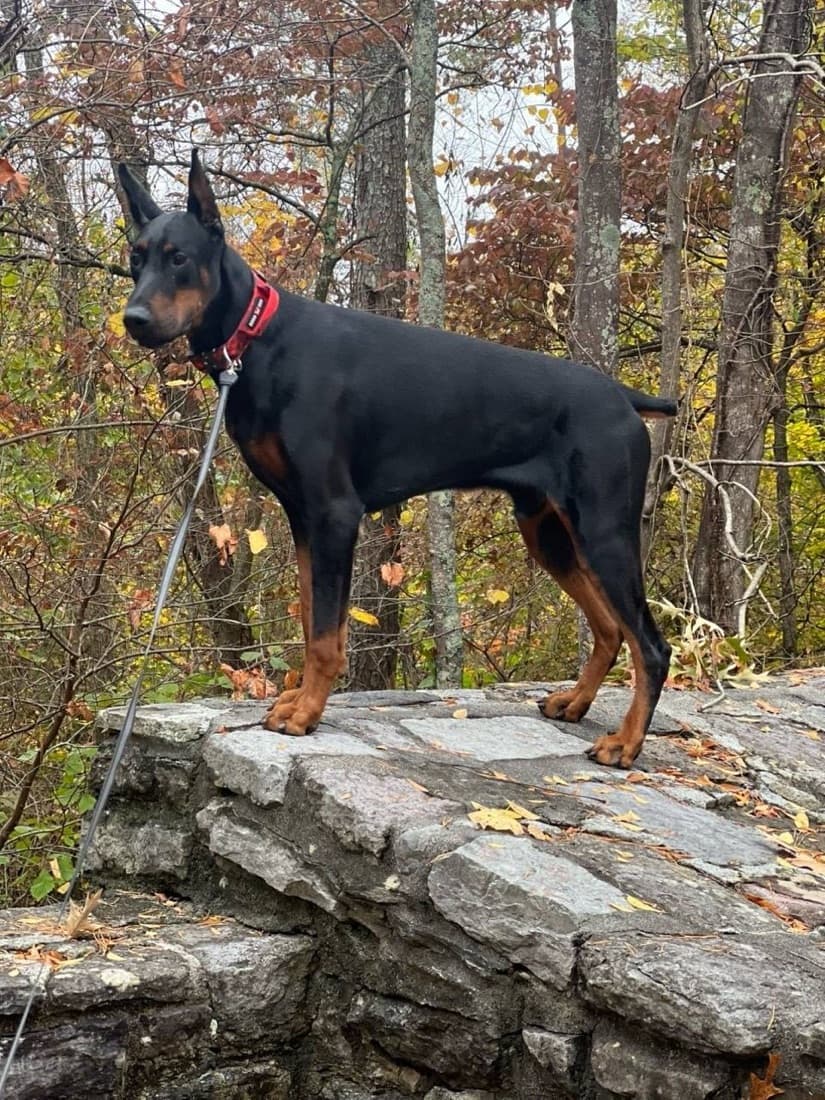 Niko — sire, black and rust Doberman