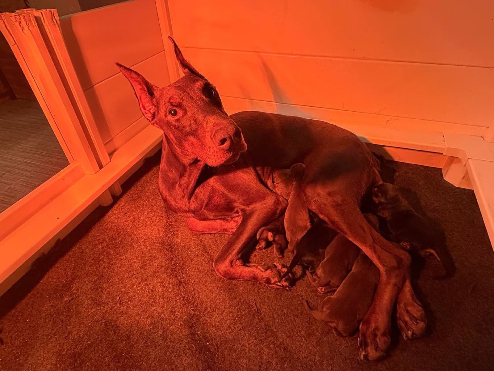 Nala nursing her newborn Doberman puppies