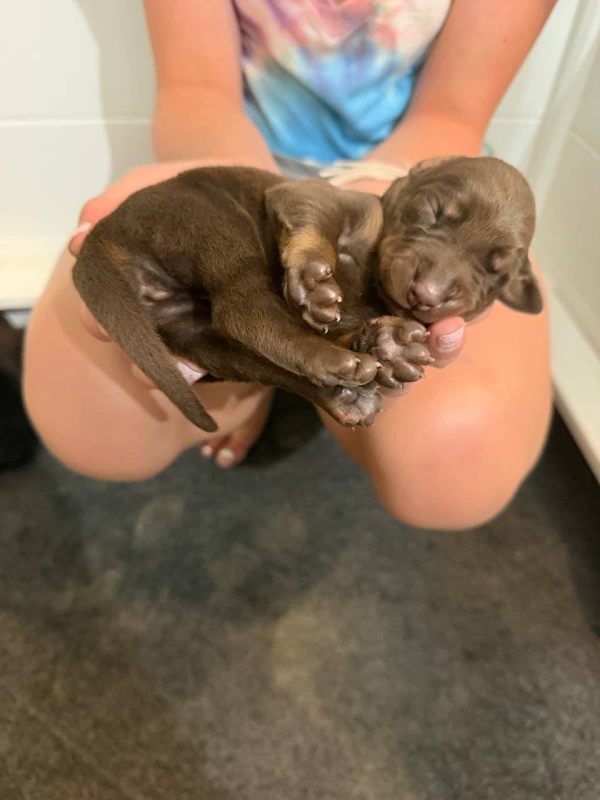 Red newborn Doberman puppy resting in a hand