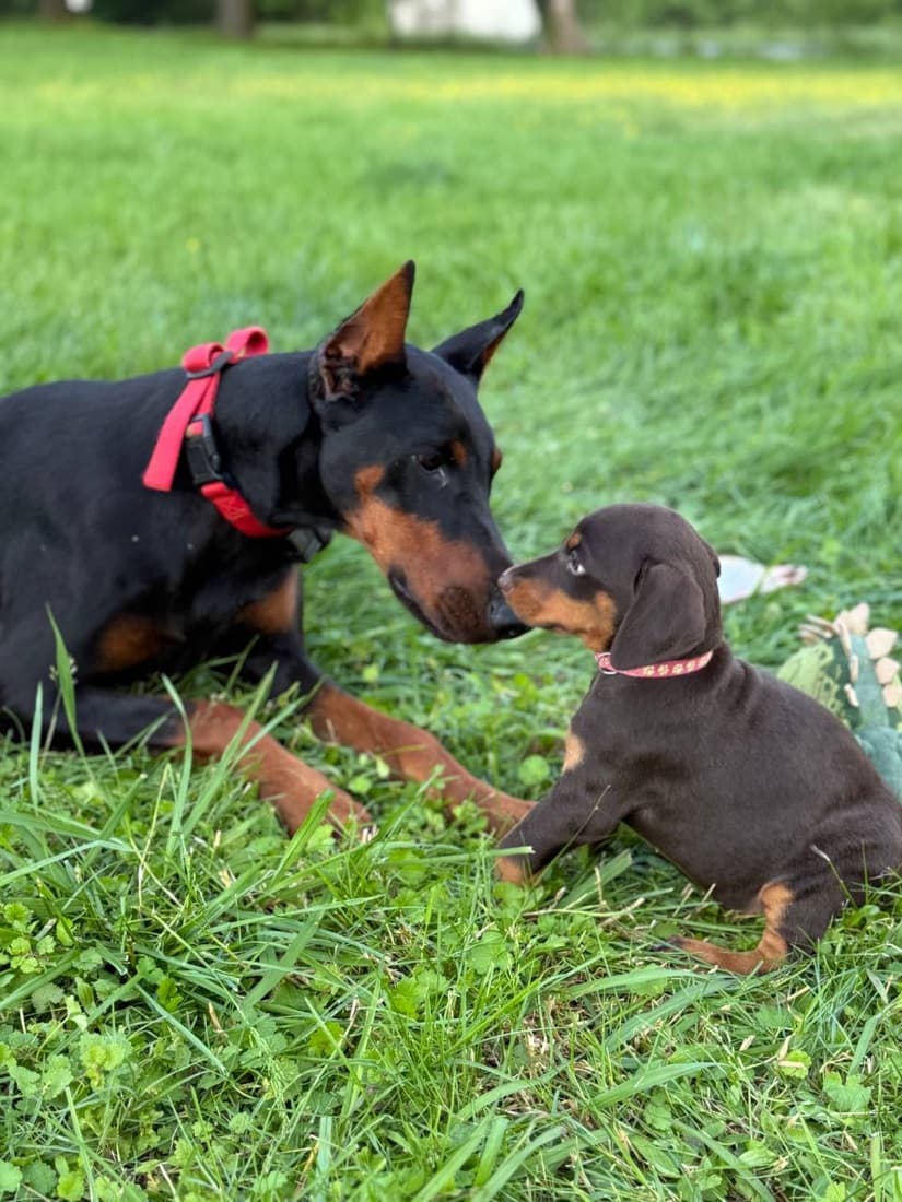 A High Point family with their Doberman 3