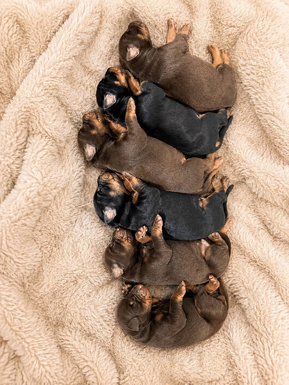Doberman puppy — Nala × Mando litter