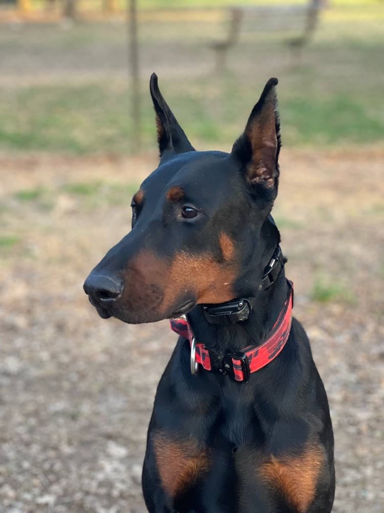 Doberman puppy — Blue collar