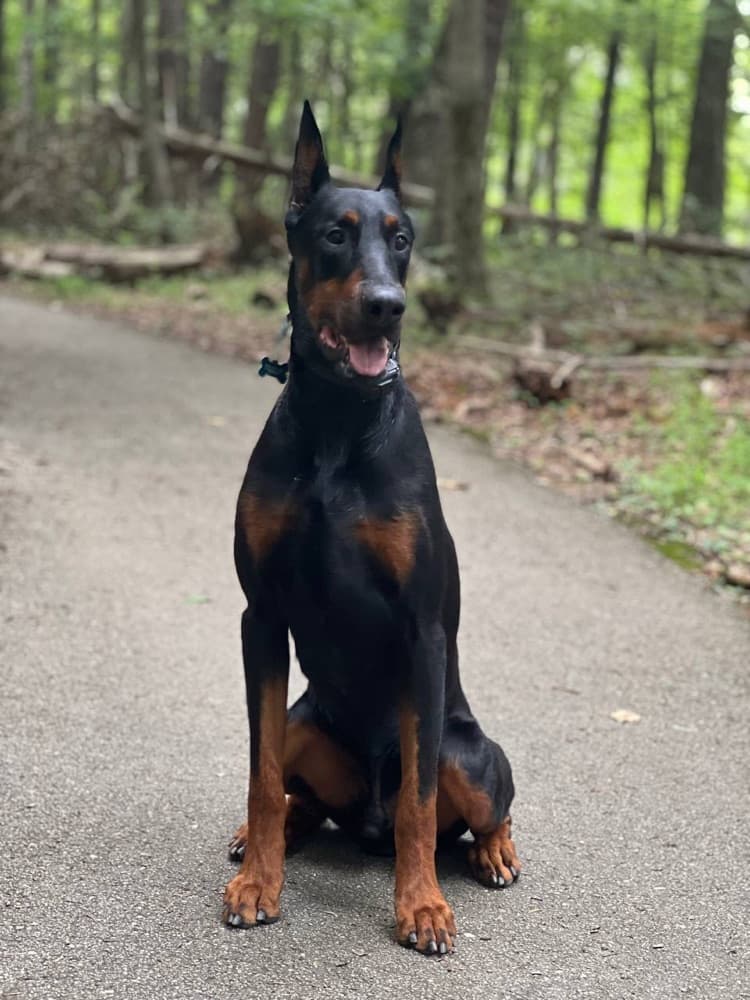 Doberman puppy — Green collar