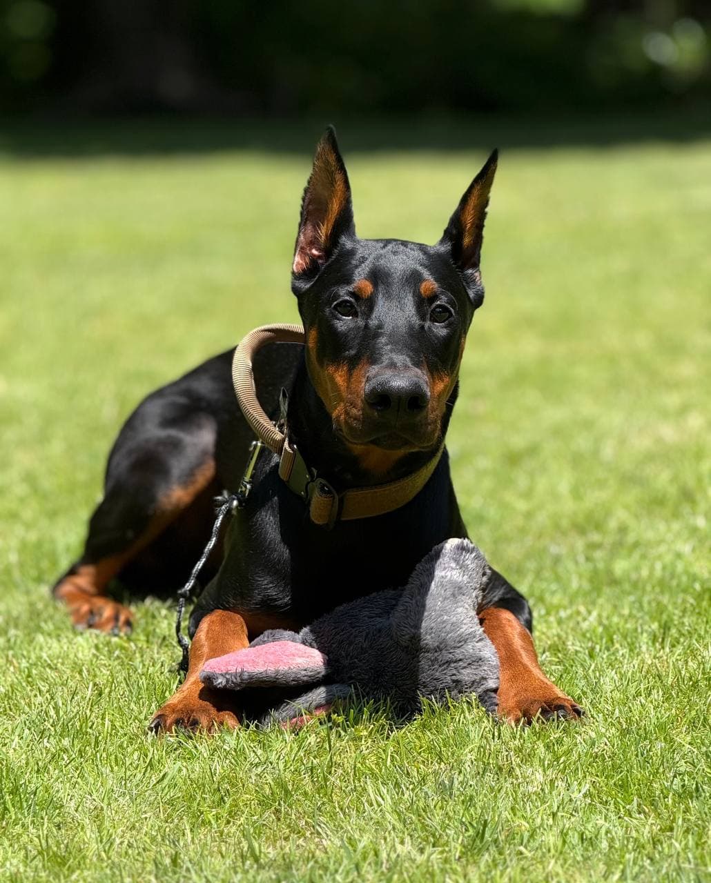 Doberman puppy — Red collar